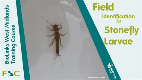 Field Identification of Stonefly Larvae – Field Studies Council