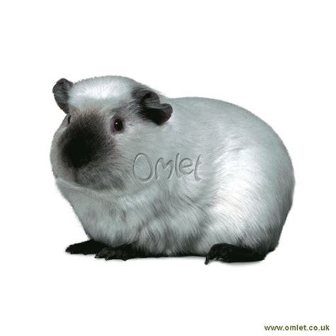 Himalayan Guinea Pigs | Himalayan For Sale | Guinea Pig Breeds