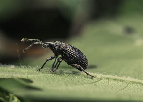 How To Get Rid Of Weevils In Lawn Naturally Control And Treatment