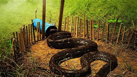 Wow Awesome Big Python Trap Using PVC Pipe Branches How To Make Big