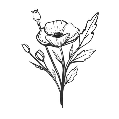 Premium Vector Beautiful Hand Drawn Poppy Flower Isolated On White