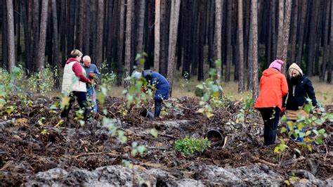 Poczta Polska i Lasy Państwowe wspólnie dla środowiska Biuro prasowe