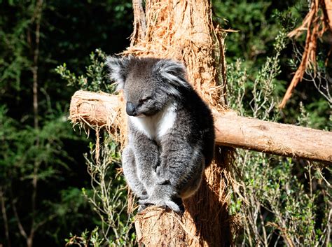 Koala Tree Branch Marsupial - Free photo on Pixabay - Pixabay