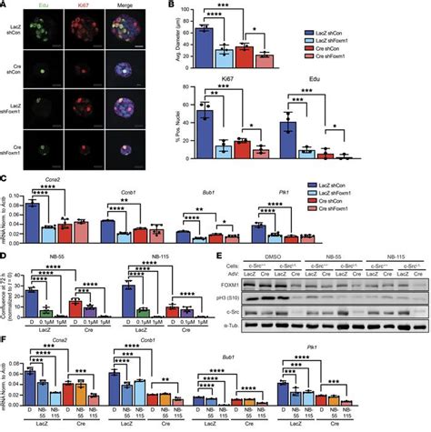 Jci Coordinated Activation Of C Src And Foxm1 Drives Tumor Cell