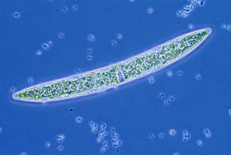 Green Algae Closterium Lm Photograph By Michael Abbey Pixels