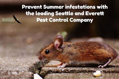 Seattle Everett Pest Control Company Summer Pests Pest Control