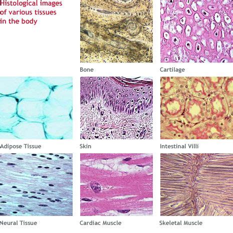 Tissues of the body. | Body tissues, Anatomy, Tissue biology