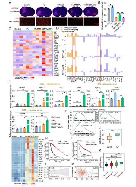 Pl Restores Rt Tmz Reduced Ros And Augments Oxidative Damage In G Tn