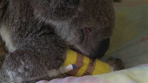 Australia S Koalas Are Spreading Chlamydia CBS News