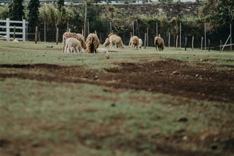 Photo of Herd of Sheep · Free Stock Photo