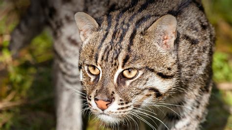 Fishing Cat San Diego Zoo Animals And Plants