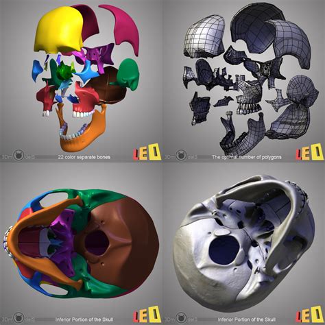 3d model human skull bones 4