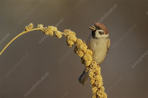 Male House sparrow feeding on Millet grain, seed head - Stock Image ...