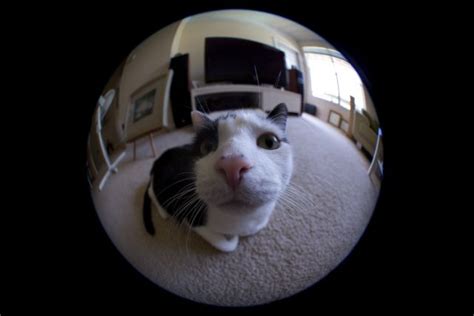 Cat with fish eye lens - FM Forums