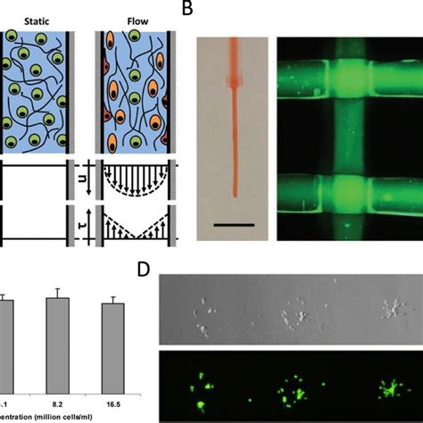 Schematic Of The Whole Lifespan Of Stem Cell Bioprinting Practice