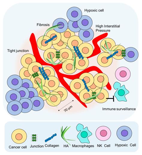 Ijms Free Full Text Combination Radioimmunotherapy Strategies For