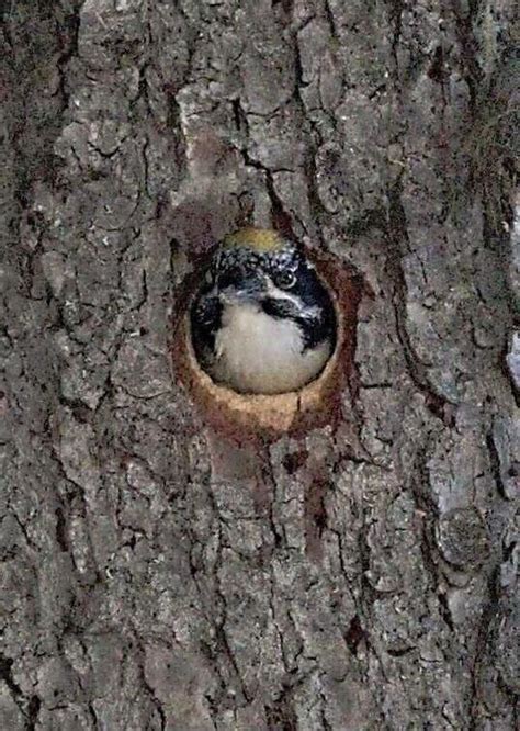 American Three Toed Woodpecker East Cascades Audubon Society