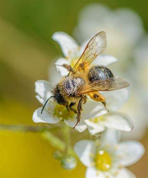 Bee Pollen Nectar Free Photo On Pixabay Pixabay