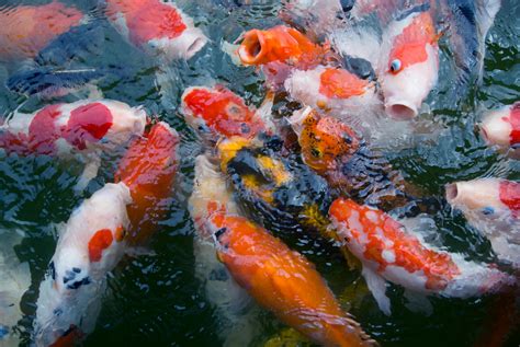 School Of Koi Fish On Body Of Water · Free Stock Photo