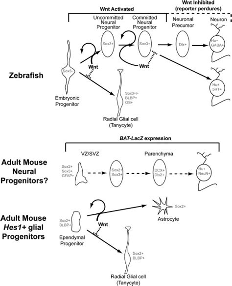 Wnt Signaling Regulates Postembryonic Hypothalamic Progenitor