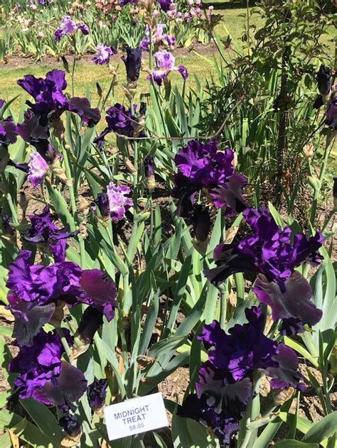 Oregon Travel: Visiting Schreiner's Iris Gardens - Pechluck's Food Adventures