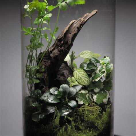 Fantastic Moss Terrarium Ideas You Can Have At Home Artofit