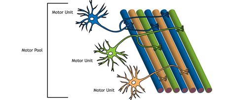 Spinal Control Of Movement Foundations Of Neuroscience