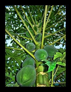 Growing Papaya | Dieser ist gleich neben unserem Haus, da sc… | Flickr
