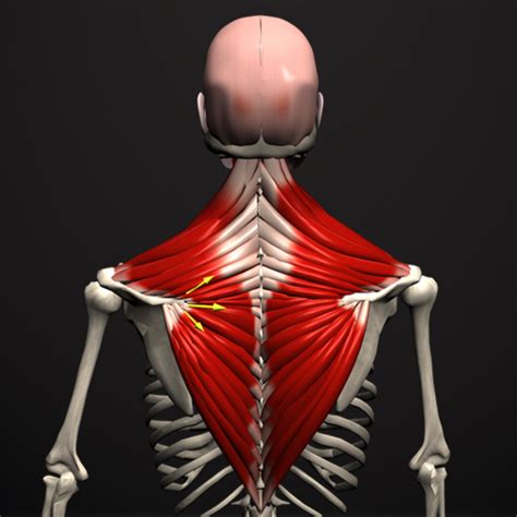 Anatomy by Muscle & Motion | androidrank.org