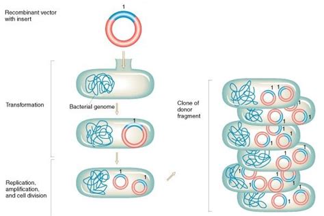 e coli plasmid vector