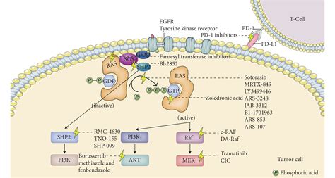 RAS Signaling Targeted Cancer Therapy