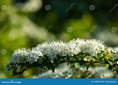 Arbusto De Floresc Ncia Do Spirea O Tempo De Mola Aumentou As Folhas