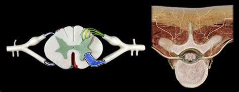 Anatomy 1 Brain Ear Eye Lab Exam 3 Flashcards Quizlet