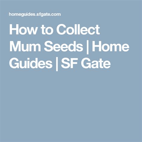 How to Collect Mum Seeds | Mum seeds, Mum, Seeds