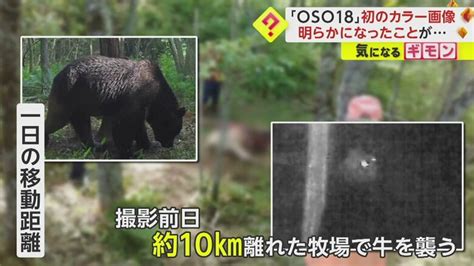 「oso18」初のカラー撮影に成功 4年間で家畜60頭以上襲撃した“忍者グマ” 1日の移動距離は10キロ以上 北海道｜fnnプライムオンライン