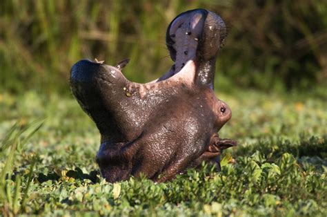 Animaux Puissants Et Dangereux En Afrique Les Animaux Aquatiques