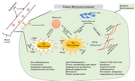 Ijms Free Full Text Autophagy And Inflammatory Response In The