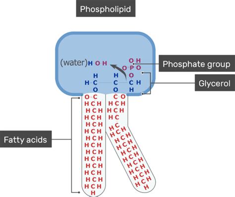 Cell Membrane Lipid Bilayer | GetBodySmart