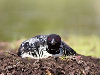 Loon Nesting (Behavior, Eggs, Location) | Birdfact