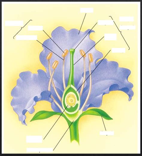 General Biology 2 Reproduction And Parts Of The Flower Diagram Quizlet