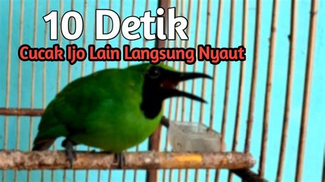 Burung Cucak Ijo Gacor Cucak Ijo Lain Langsung Nyaut YouTube