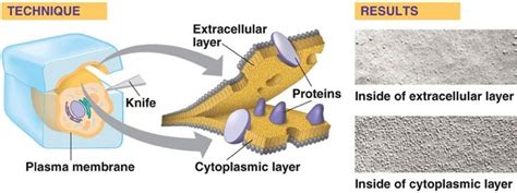 Chapter 2 The Structure Of Biological Membranes Borzuya University