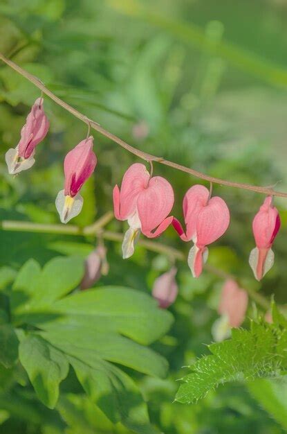 Coraz N Sangrando Flor O Dicentra Spectabilis Lira Flor Amor Coraz N