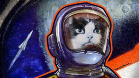 Felicette, the First Feline in Space, Finally Got Her Due | HowStuffWorks