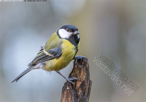 Kuva Talitintti Parus Major Talitiainen Naaras Tiainen Tiaiset Lintu