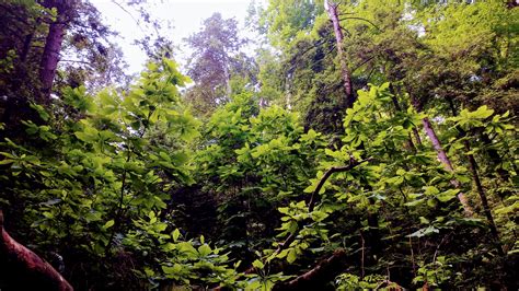 Gladie Creek Loop Bison Way Lost Branch Osborne Bend Tower Rock