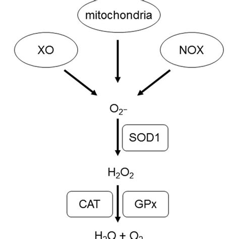 Generation Of Reactive Oxygen Species Superoxide Anion Is Produced By