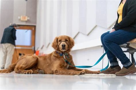 How to get the most out of training your dog | Animal Humane Society