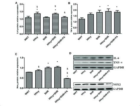 Protein Quantitative Analysis After Normalized To Gapdh And