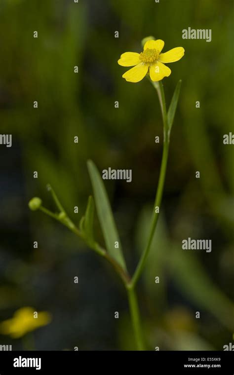 Lesser Spearwort Ranunculus Flammula Stock Photo Alamy